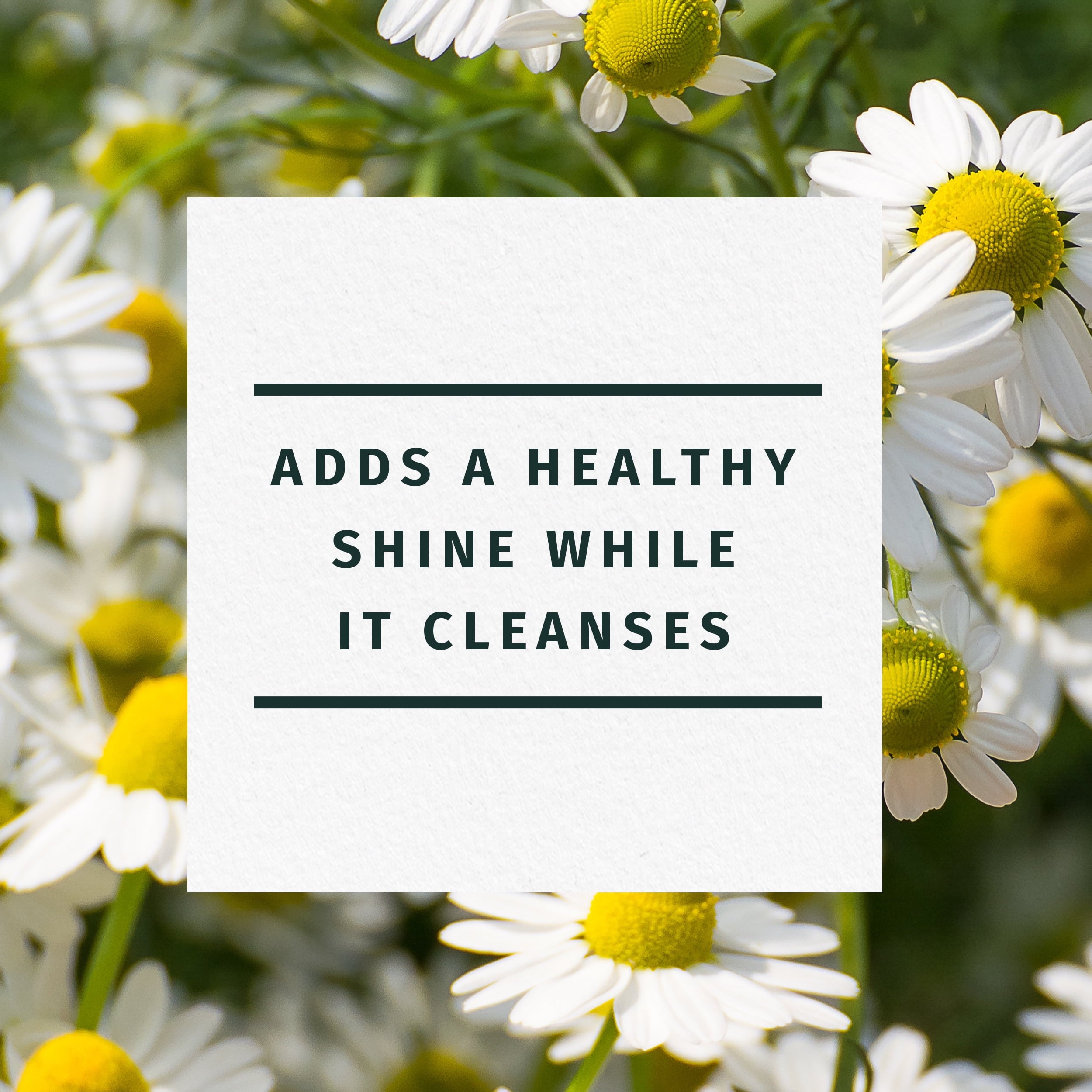Shine Shampoo, Chamomile, For 13.5 fl oz