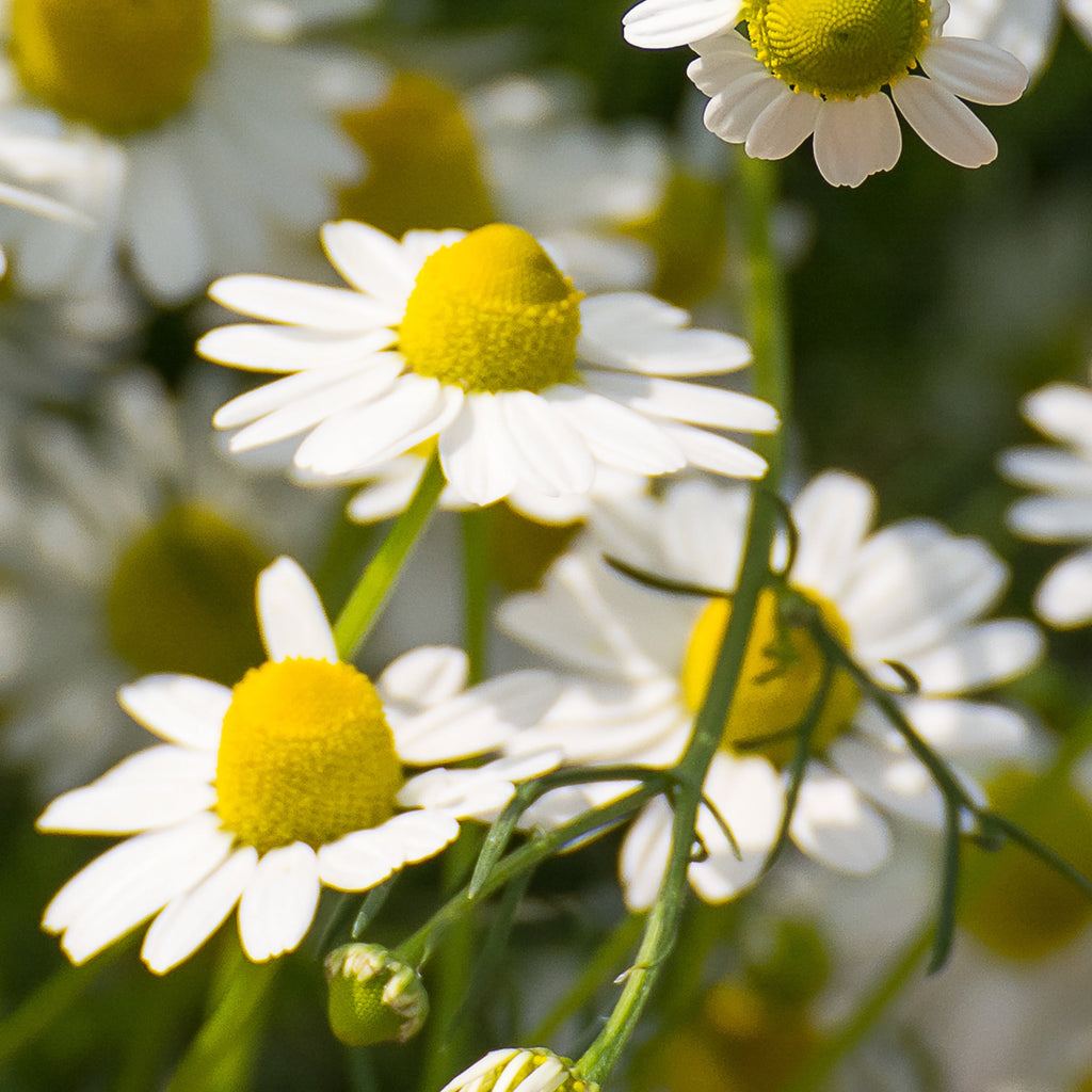 Shine Shampoo, Chamomile, For 13.5 fl oz