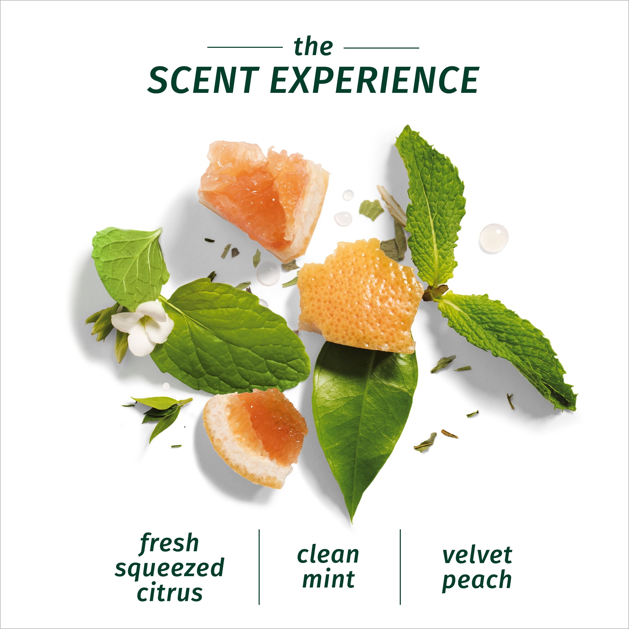 Bio:renew Volume Shampoo, White Grapefruit &amp; Mosa Mint, 2 Pk, 13.5 Fl Oz