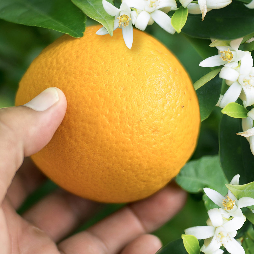 Orange Blossom Volume Shampoo, For All Hair Types 13.5 fl oz